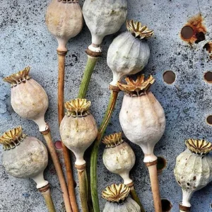 Dried Papaver Pods dried Poppy Pods