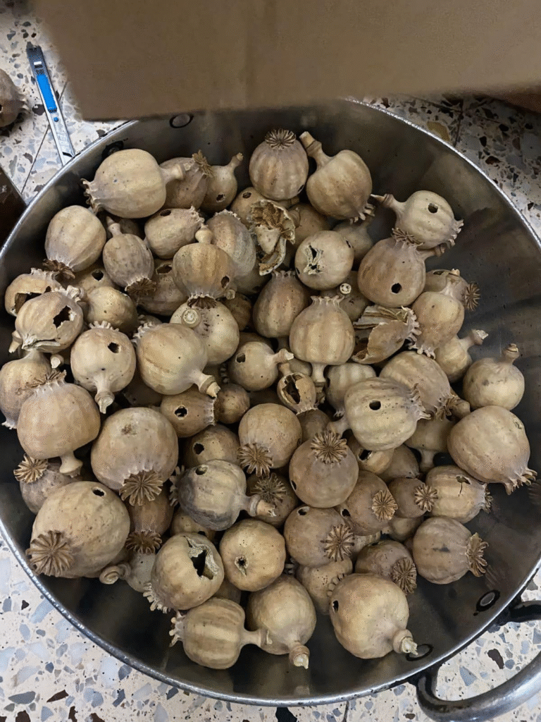 Austrian Poppy Pods without Seeds