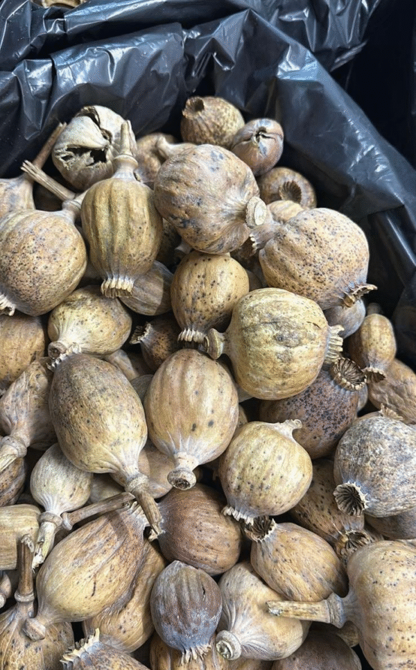 Austrian Poppy Pods without Seeds