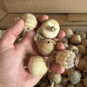 Austrian Poppy Pods without Seeds