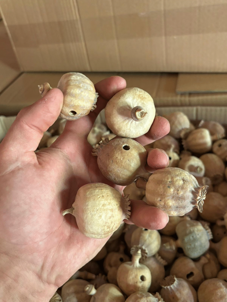 Austrian Poppy Pods without Seeds