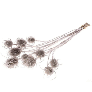 Silver Cardistella Thistles