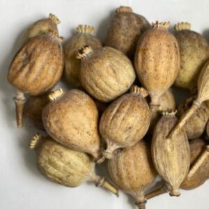 Turkish Poppy pods