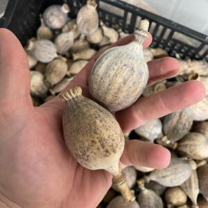 Dried poppy pods with seeds