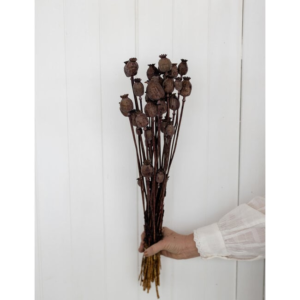 Brown Papaver Somniferum dried flowers