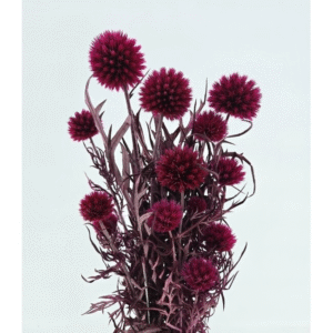 Fuchsia Echinops preserved flowers