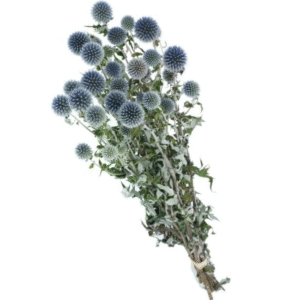 Natural blue-grey Echinops dried flowers