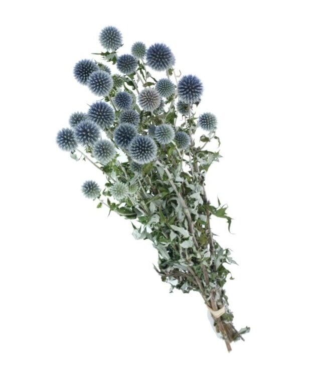 Natural blue-grey Echinops dried flowers
