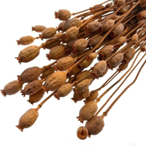 Orange Papaver Somniferum dried flowers