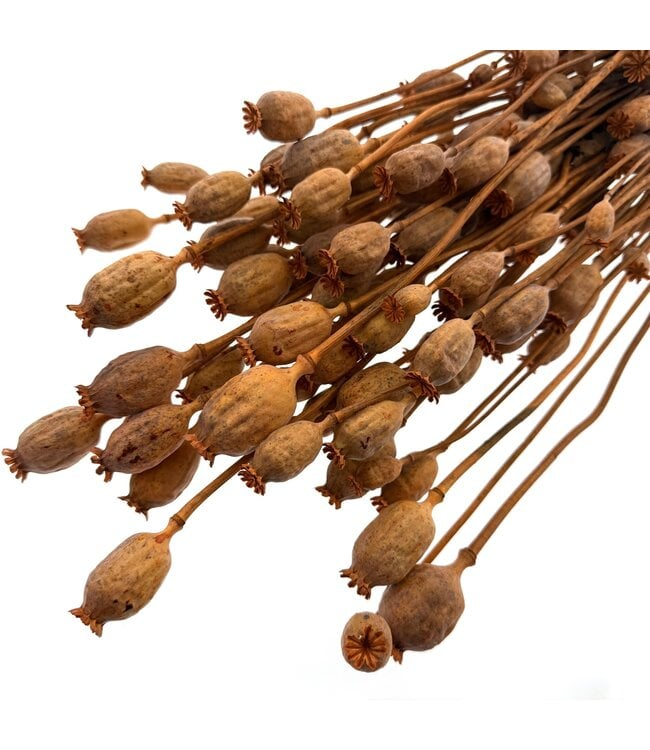 Orange Papaver Somniferum dried flowers