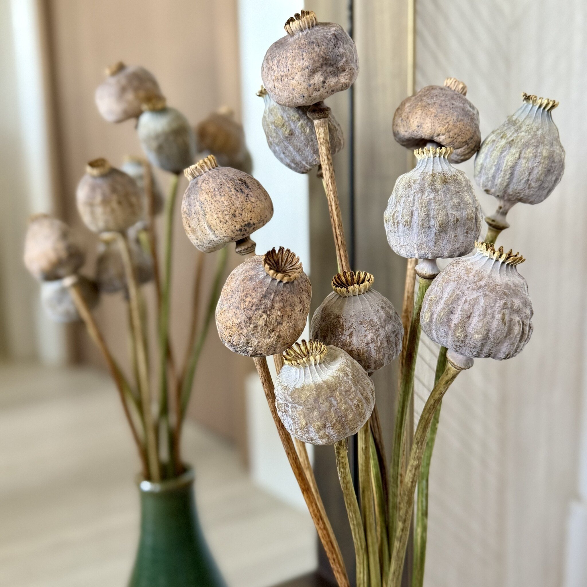 Papaver Somniferum dried flowers