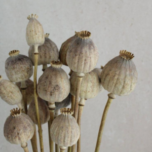 Papaver Somniferum dried flowers