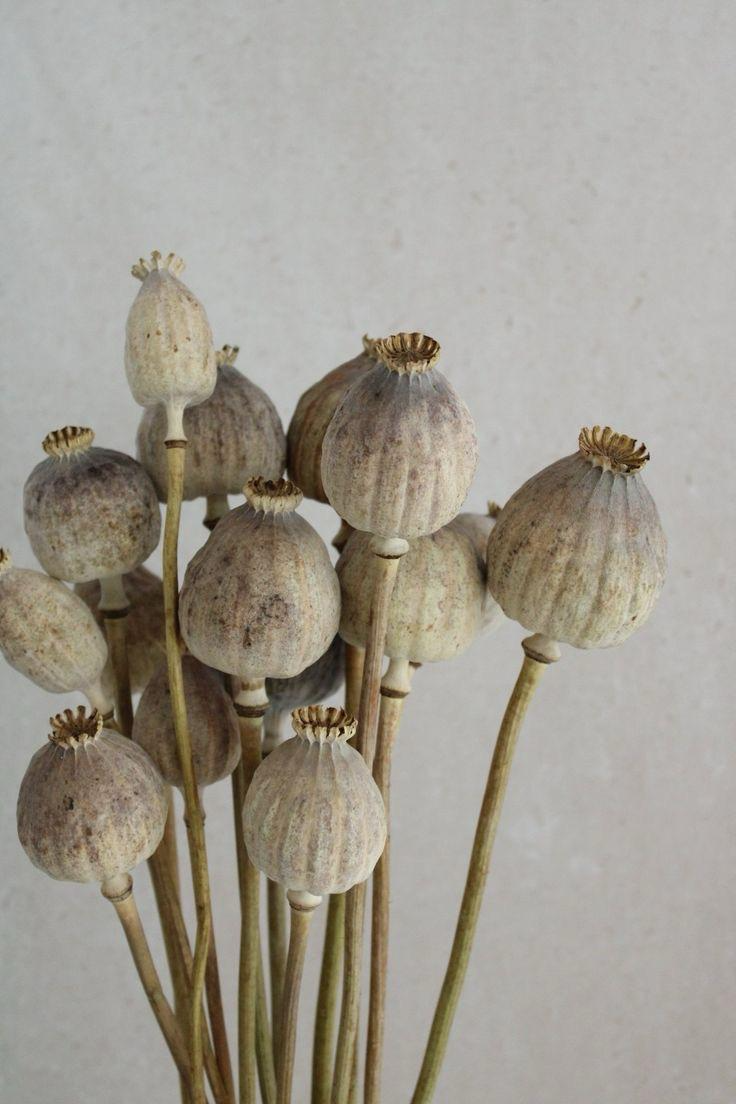 Papaver Somniferum dried flowers