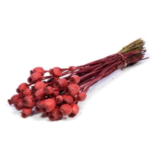 Red Papaver Somniferum dried flowers