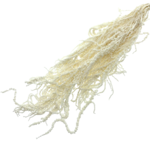 White Bleached Hanging Amaranth