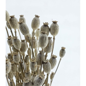White Misty Papaver Somniferum dried flowers