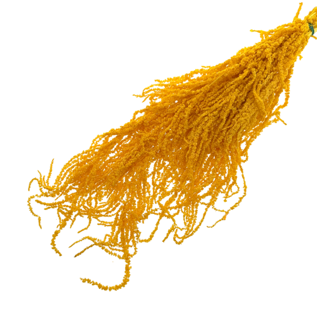 Yellow Amaranthus Caudatus