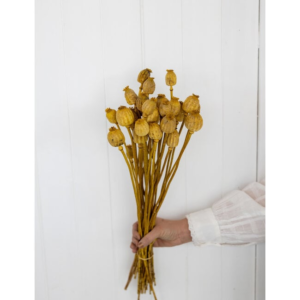 Yellow Papaver Somniferum dried flowers