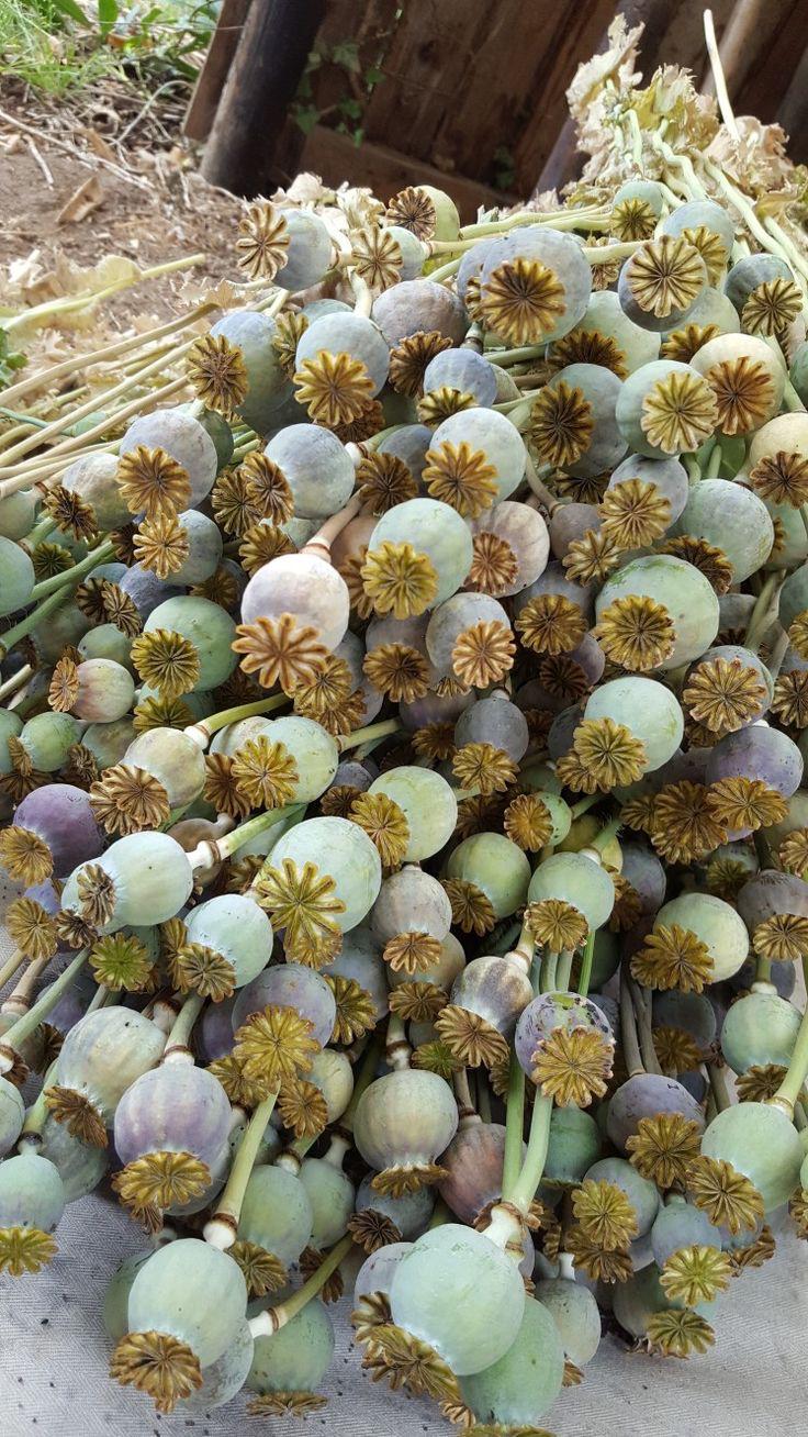 Buy fresh poppy pods