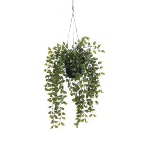 Fig Leaf Hanging Plant