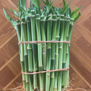 lucky bamboo for sale