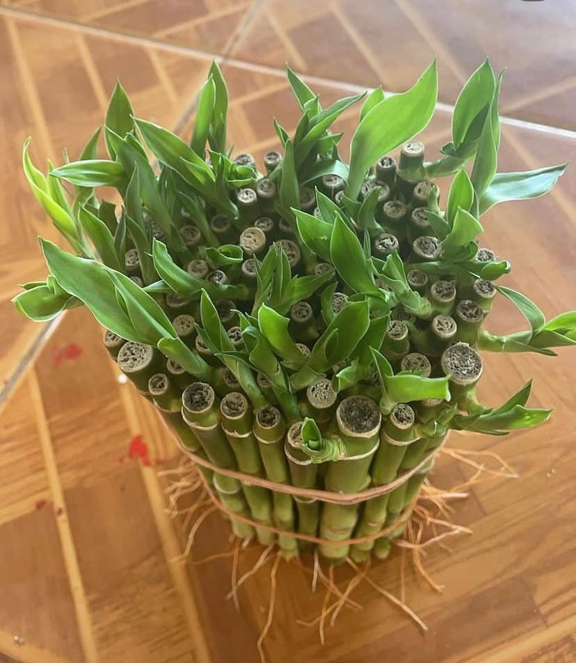 lucky bamboo Richardson