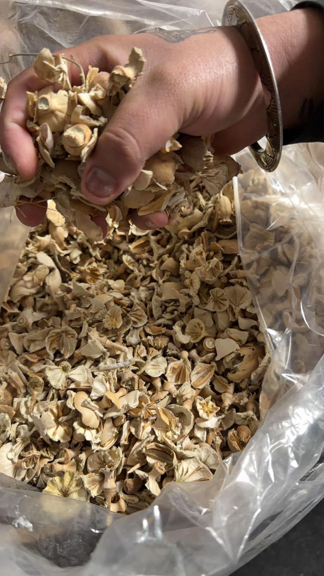 How Long Do Dried Poppy Pods Last 