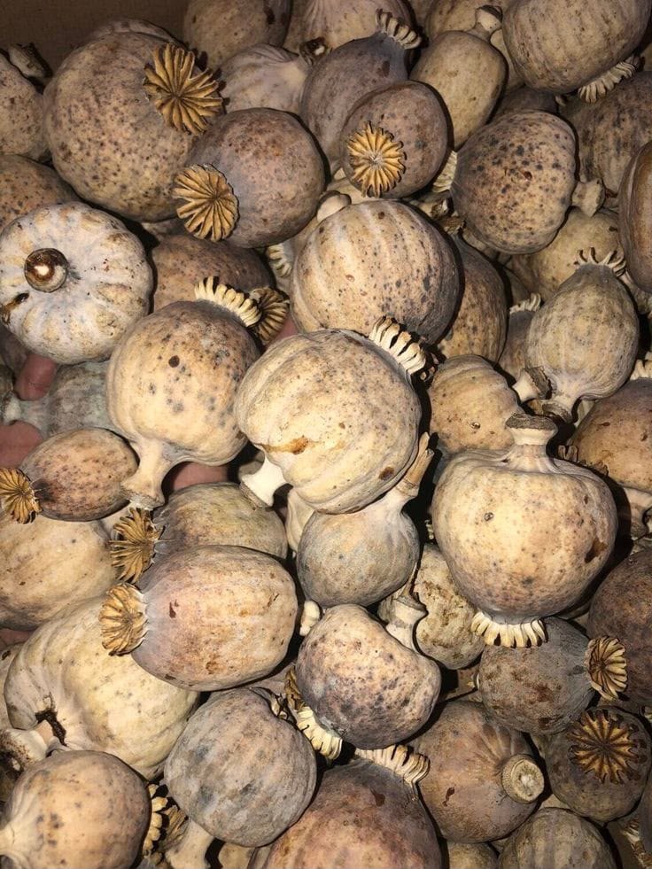 buy dried poppy pods los angeles