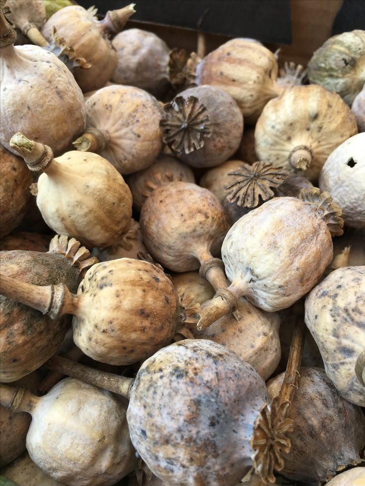 dried poppy pods Arizona