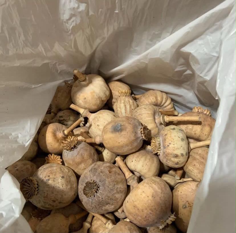 How to preserve dried poppy pods
